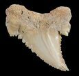 , Heavily Serrated Fossil Shark (Palaeocarcharodon) Tooth #51908-1